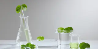 Centella Asiatica: Az érzékeny bőr megmentője vagy csak egy újabb trend?